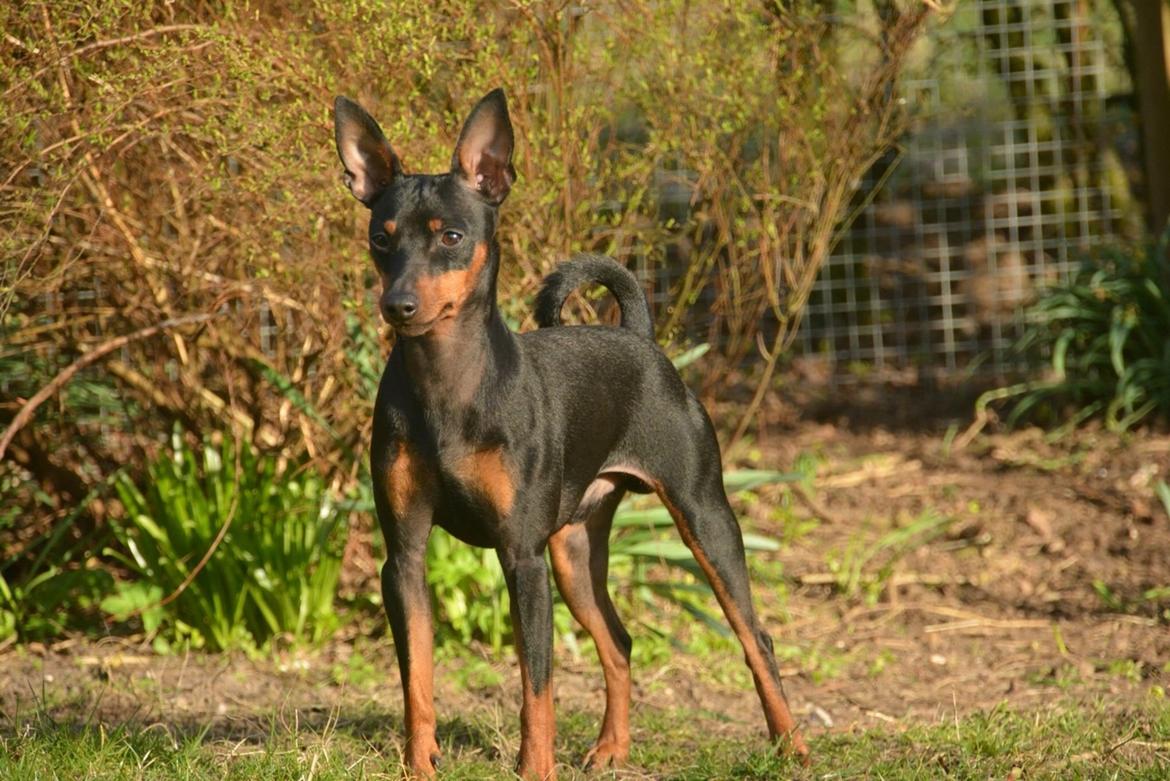 Dvaergpinscher Rødkildes Nyah billede 17
