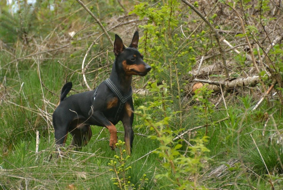 Dvaergpinscher Rødkildes Nyah billede 16