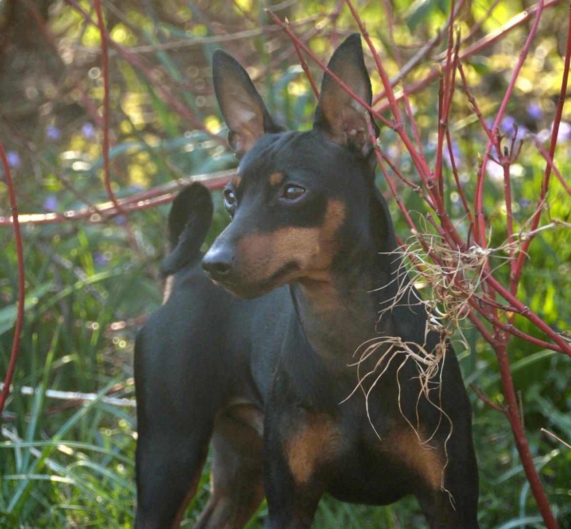 Dvaergpinscher Rødkildes Nyah billede 21