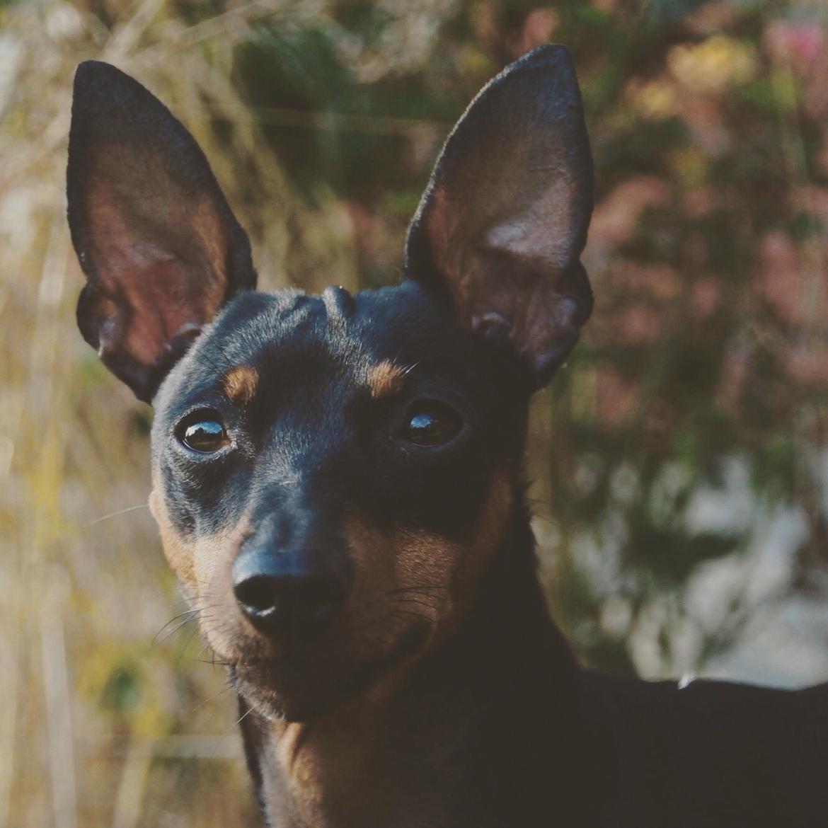 Dvaergpinscher Rødkildes Nyah billede 20