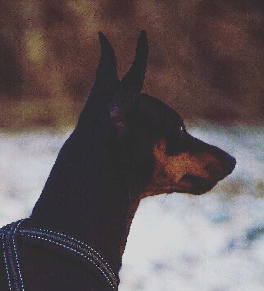 Dvaergpinscher Rødkildes Nyah billede 25