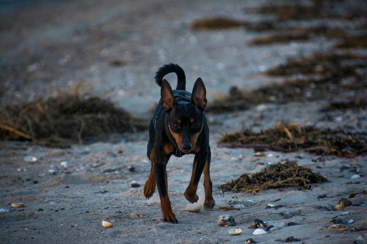 Dvaergpinscher Rødkildes Nyah billede 24