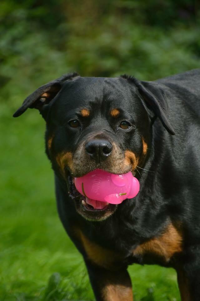Rottweiler Vindelsbo's Boogie Woogie (Bella) [himmelhund] billede 18