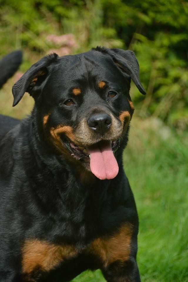 Rottweiler Vindelsbo's Boogie Woogie (Bella) [himmelhund] billede 19