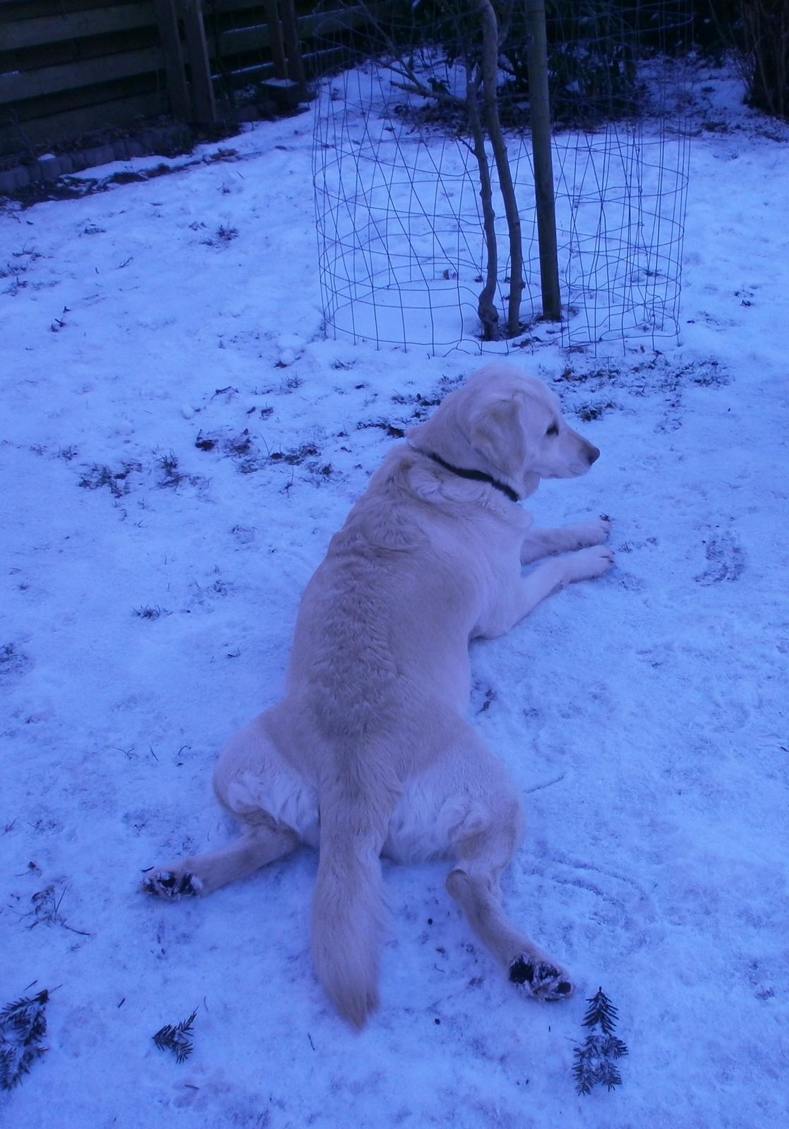 Blanding af racer †Puk† billede 43