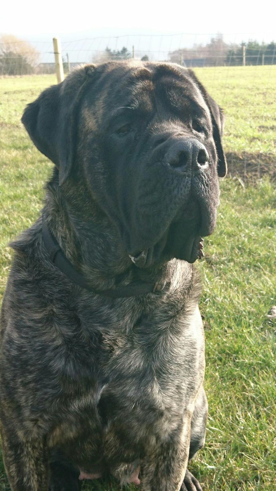 Mastiff Sandø' Yetta  billede 1