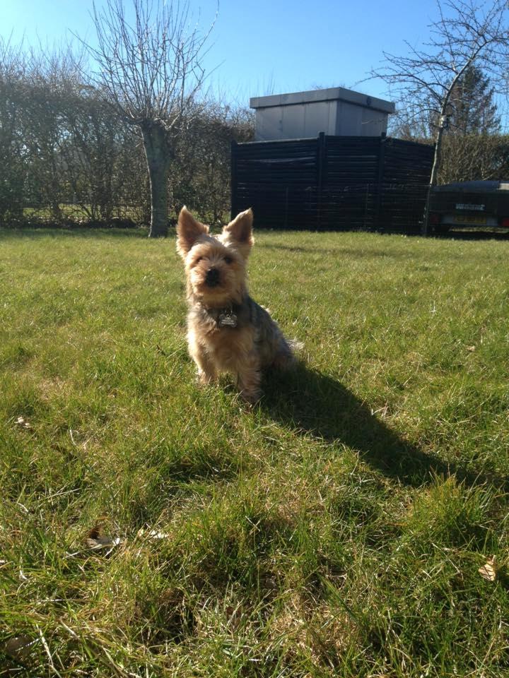 Yorkshire terrier Bayley Faber billede 1