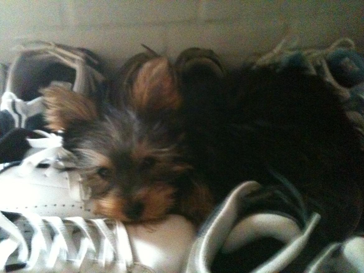 Yorkshire terrier Bayley Faber billede 3