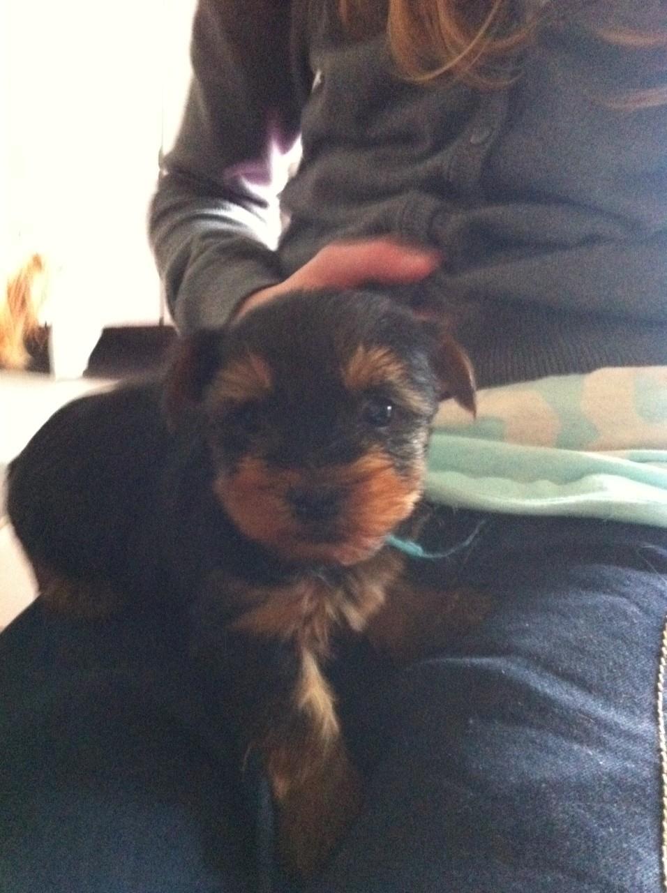 Yorkshire terrier Bayley Faber billede 5