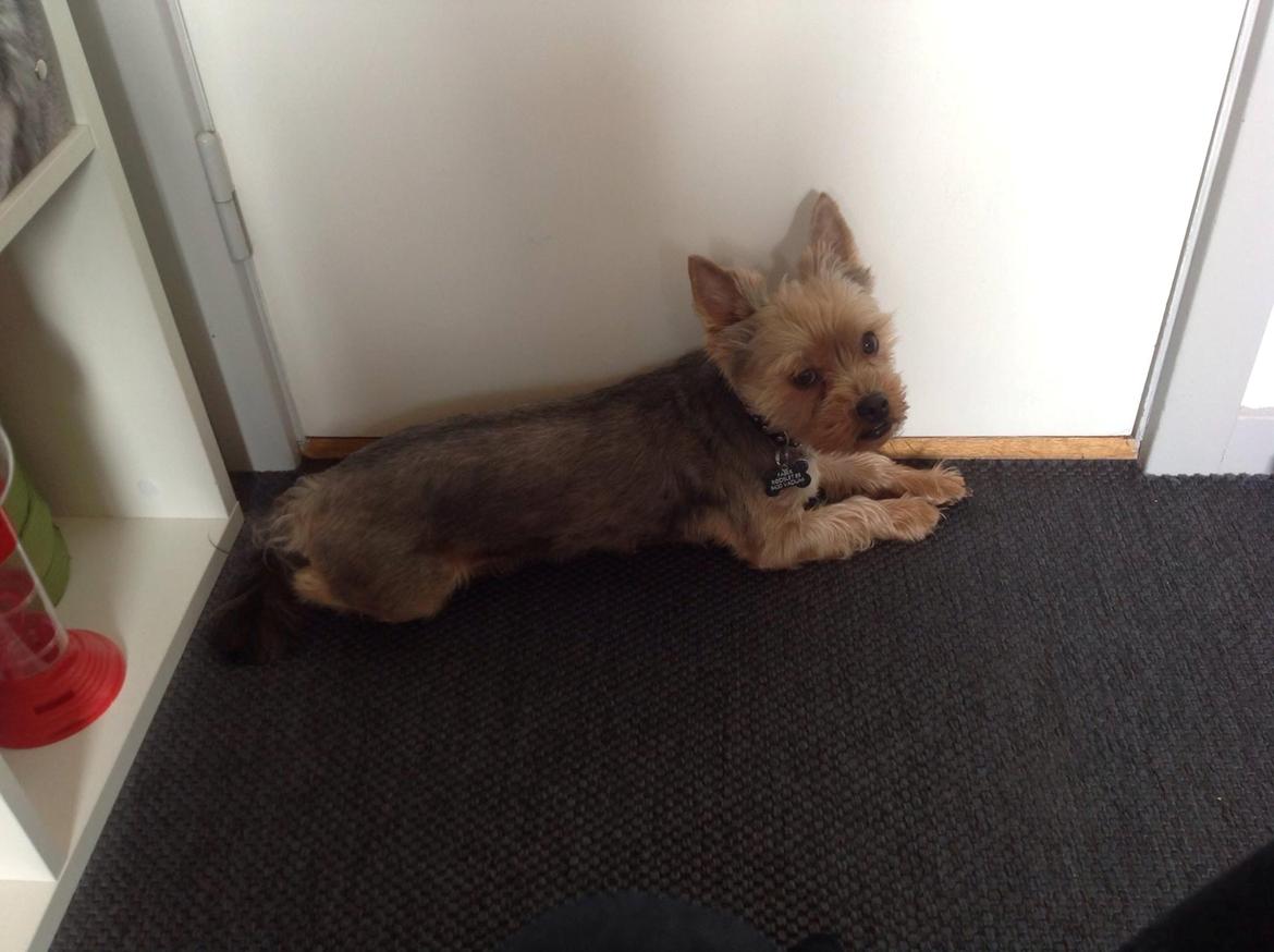 Yorkshire terrier Bayley Faber billede 6