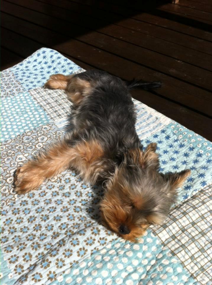 Yorkshire terrier Bayley Faber billede 11