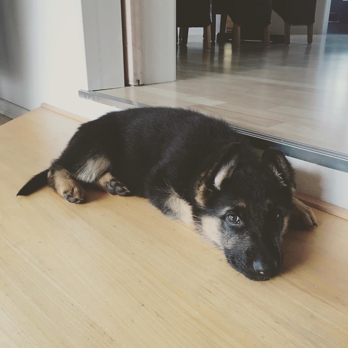 Schæferhund Roagers Woody billede 1