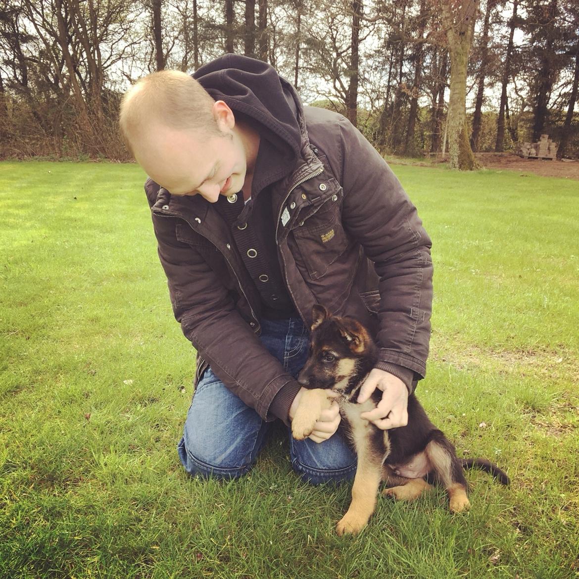 Schæferhund Roagers Woody billede 2