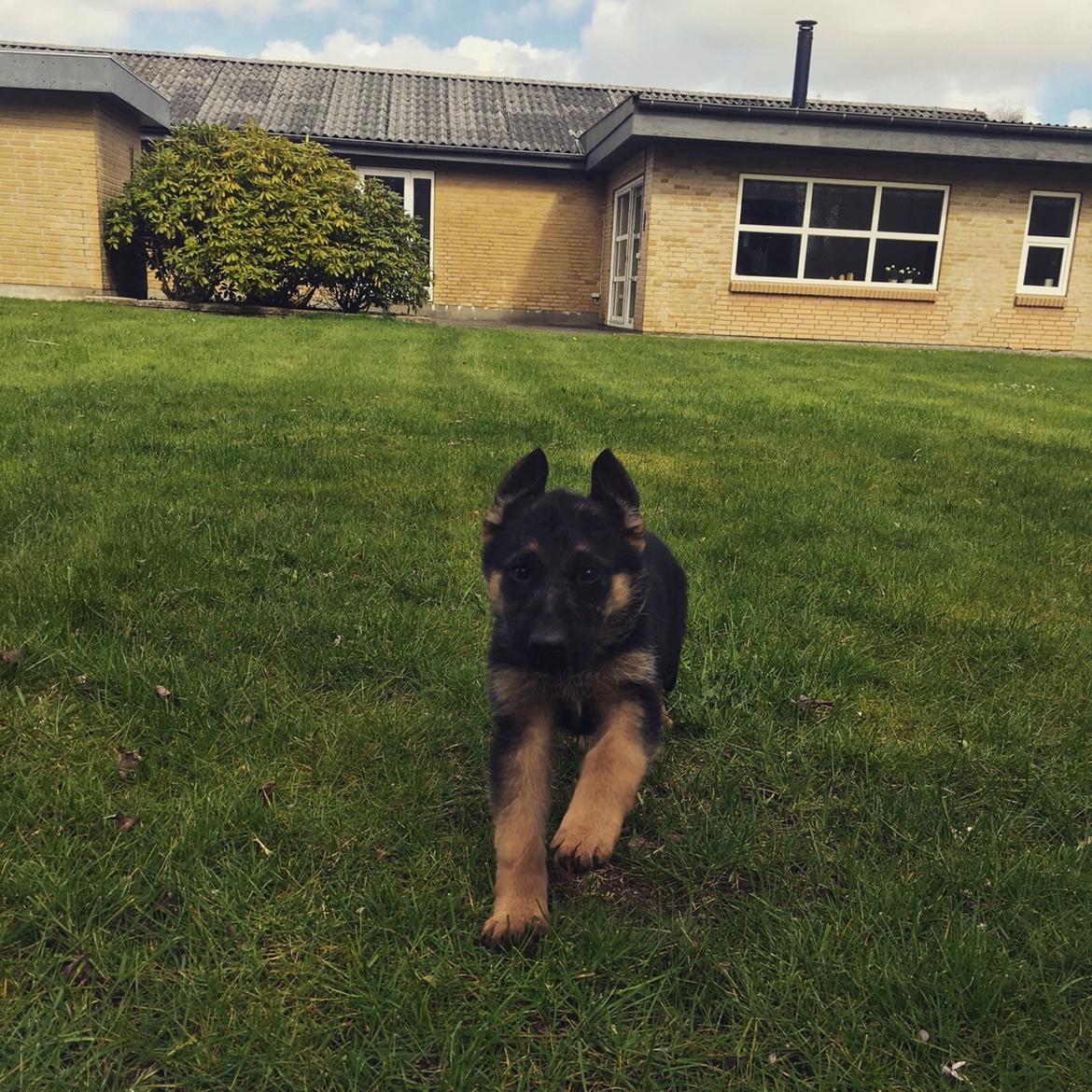 Schæferhund Roagers Woody billede 3