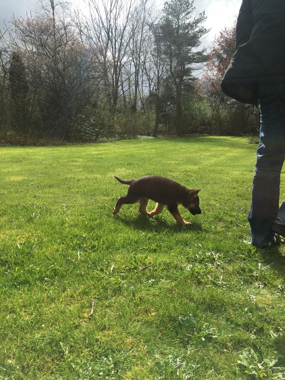 Schæferhund Roagers Woody billede 4