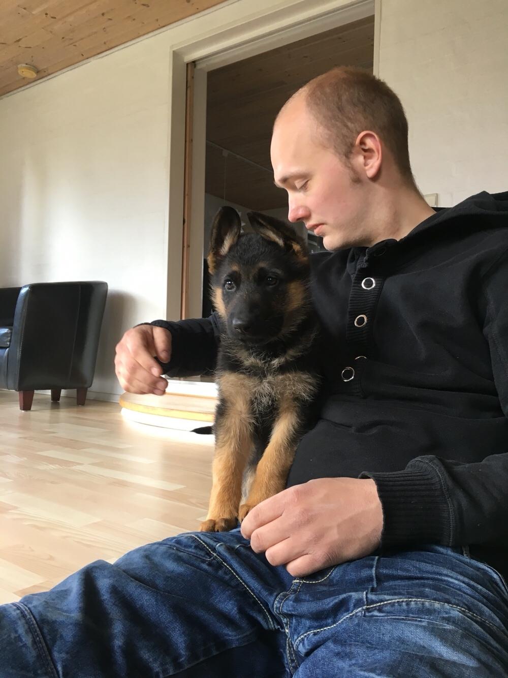 Schæferhund Roagers Woody billede 5