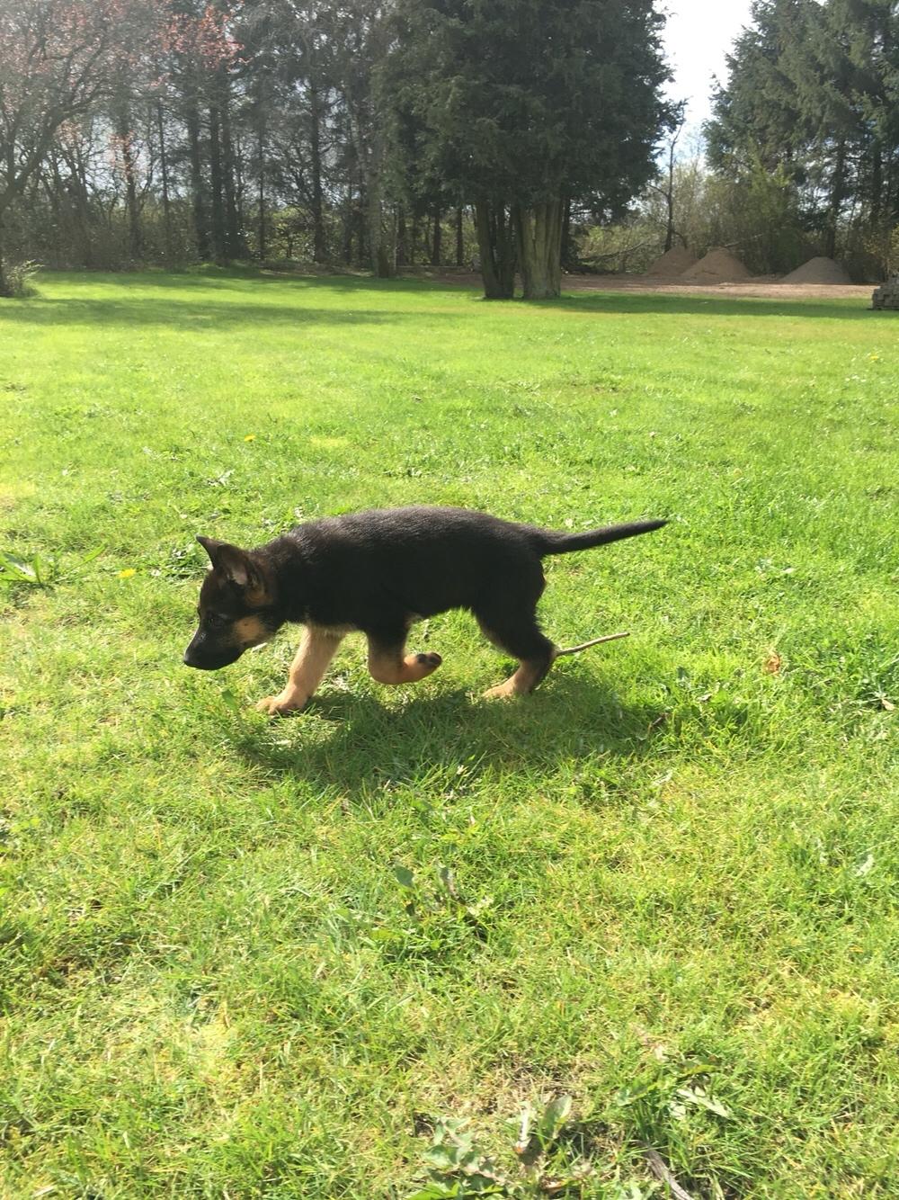 Schæferhund Roagers Woody billede 6