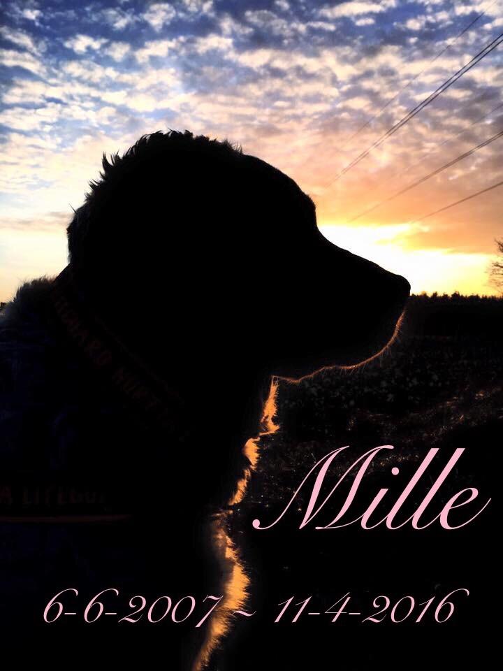 Blanding af racer Mille RIP 11/4-16 billede 9