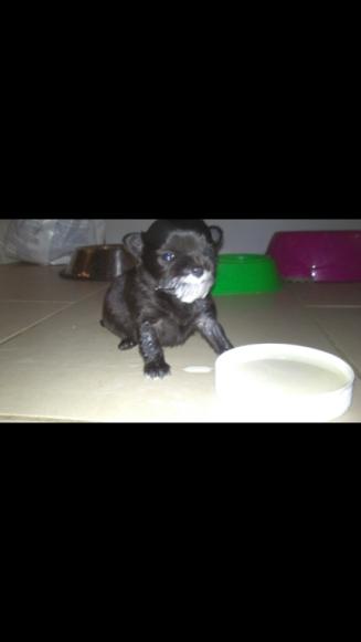 Chihuahua Gustav billede 23