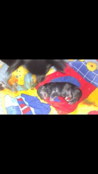 Chihuahua Gustav billede 21