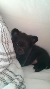 Chihuahua Gustav billede 2