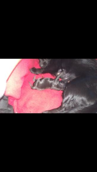 Chihuahua Gustav billede 20