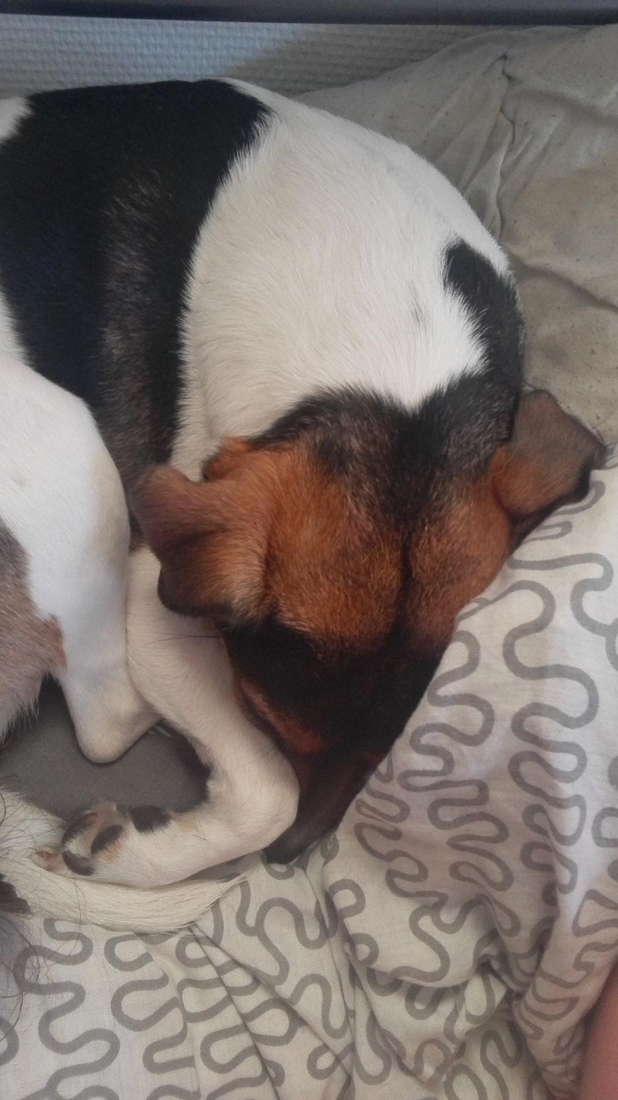 Dansk svensk gaardhund Coco billede 9