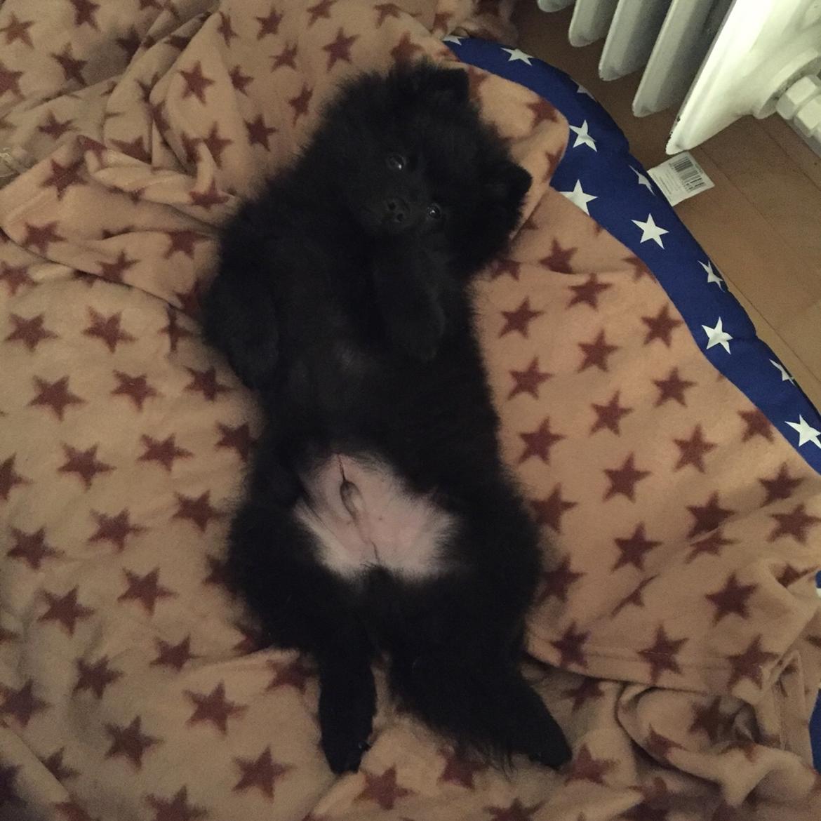 Kleinspitz Von-Spitzie's Gizmo billede 9