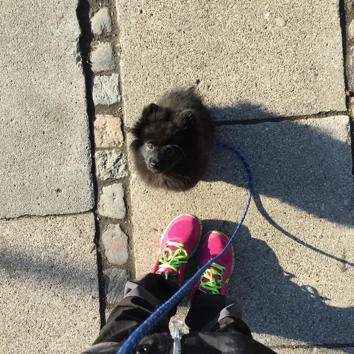 Kleinspitz Von-Spitzie's Gizmo billede 8