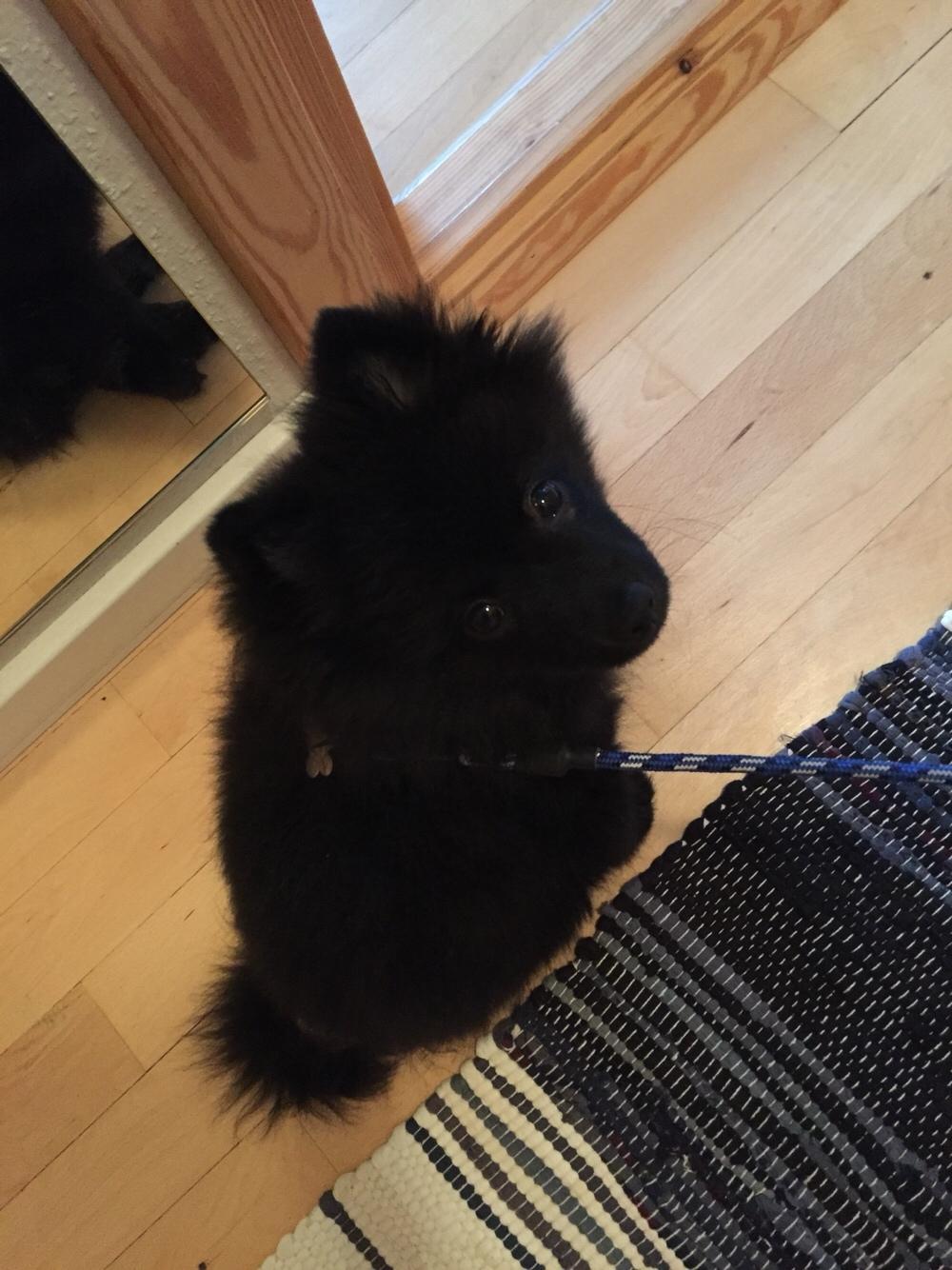 Kleinspitz Von-Spitzie's Gizmo billede 10