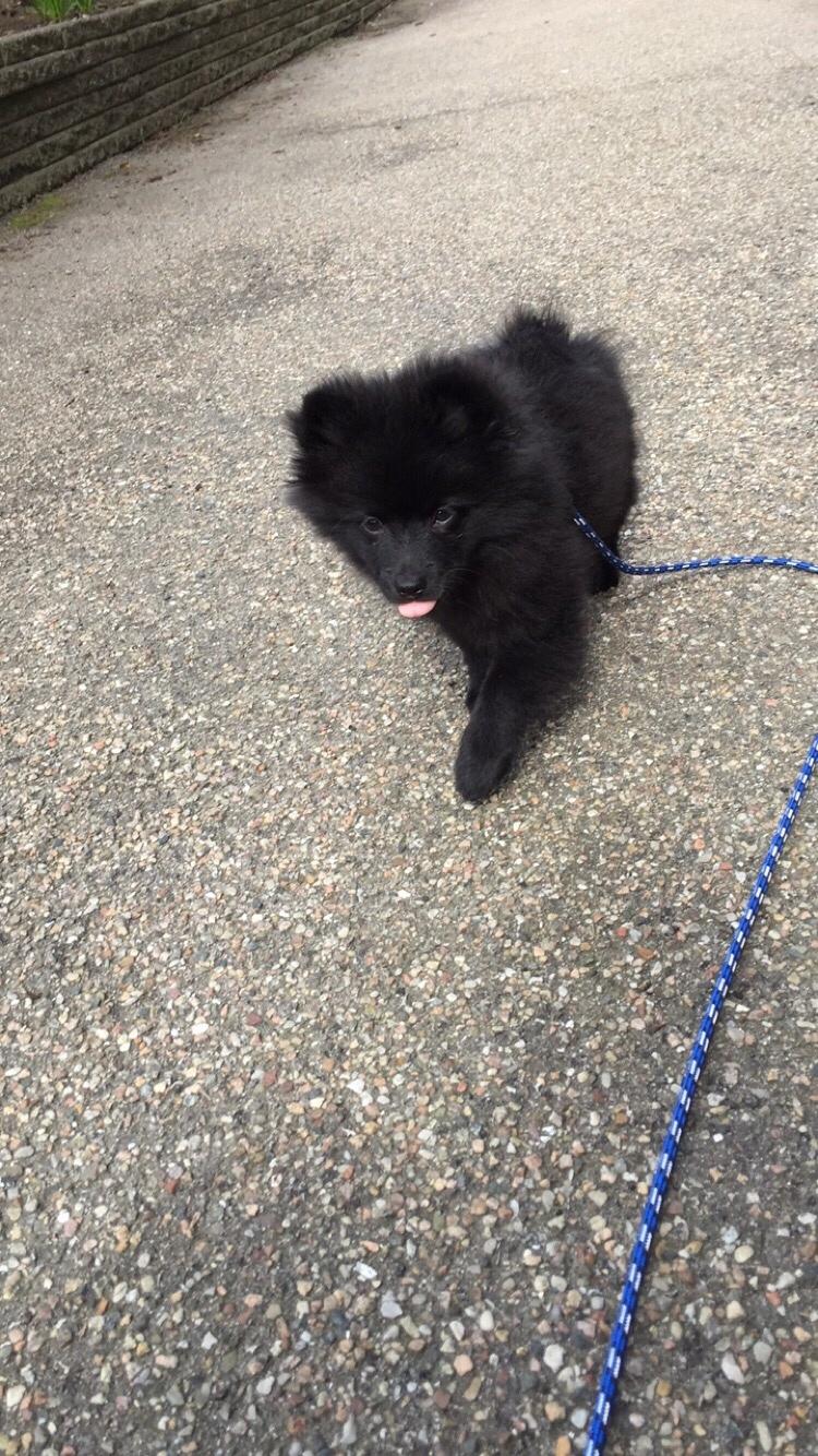 Kleinspitz Von-Spitzie's Gizmo billede 11