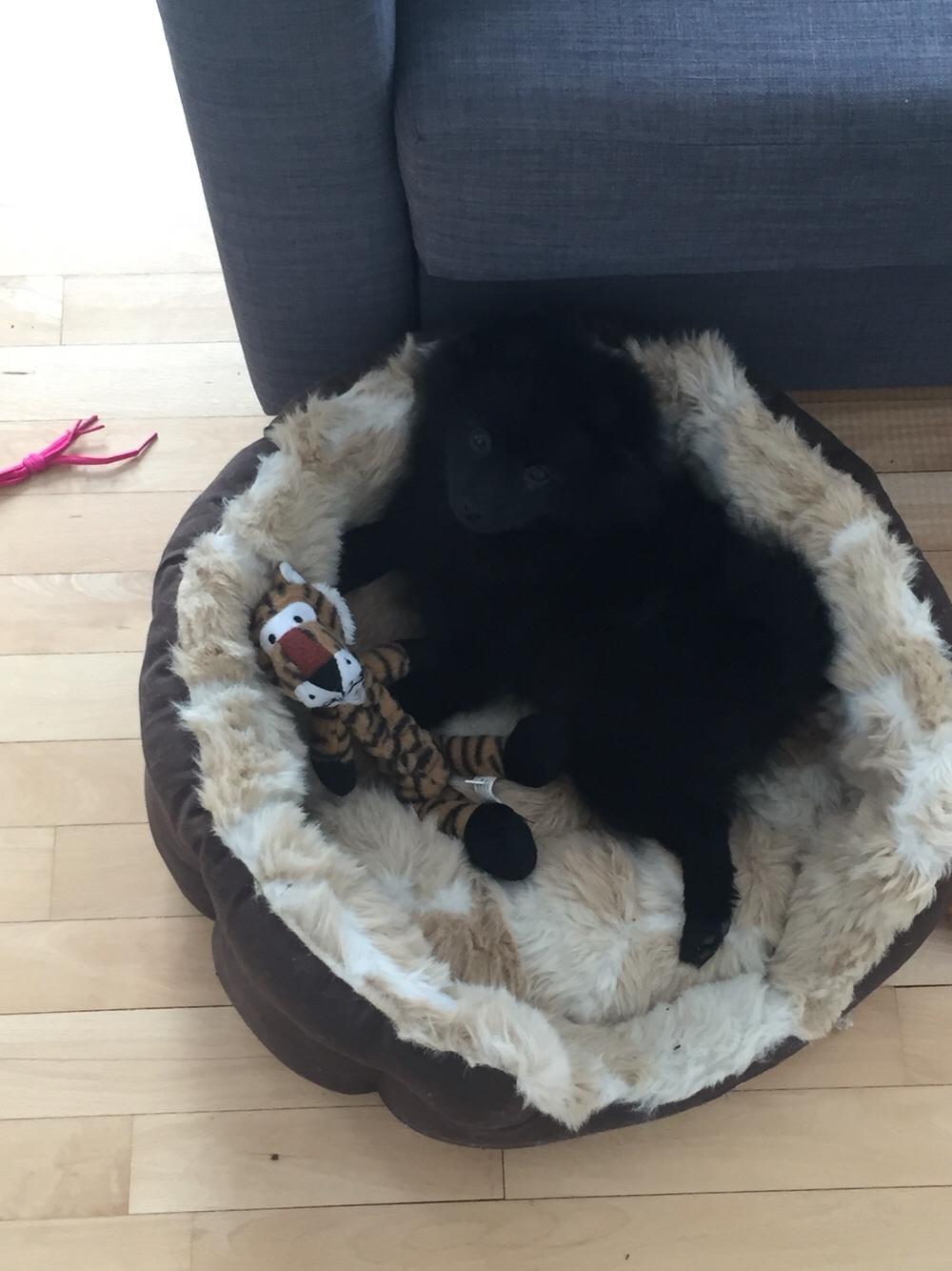 Kleinspitz Von-Spitzie's Gizmo billede 12