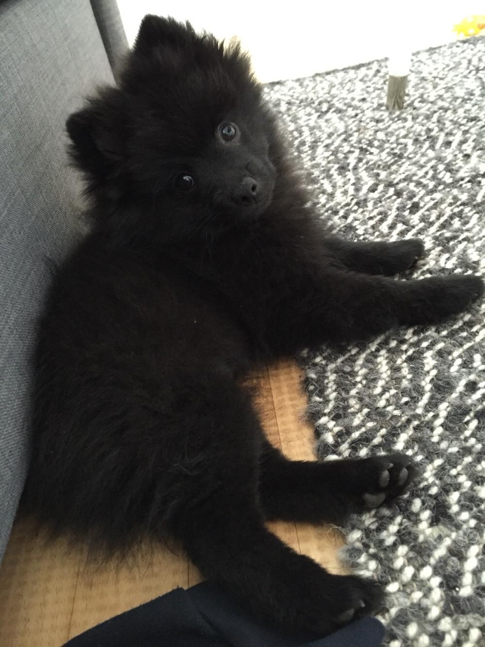 Kleinspitz Von-Spitzie's Gizmo billede 13