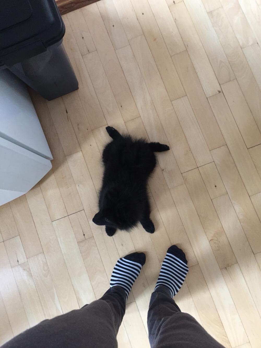 Kleinspitz Von-Spitzie's Gizmo billede 14