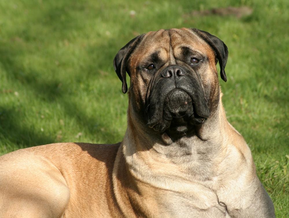 Bullmastiff Bullsaints Haress Al Dar - Barney er næsten 16 måneder gl. 66 kg <3 April 2016 billede 47