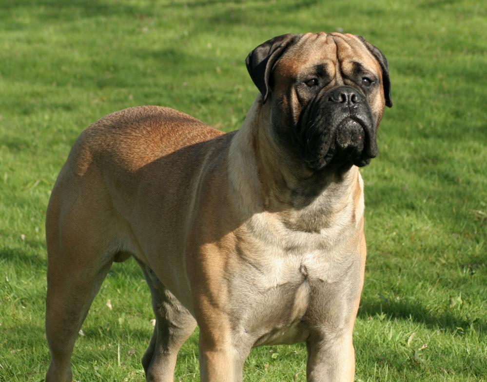 Bullmastiff Bullsaints Haress Al Dar - Barney er næsten 16 måneder gl. 66 kg <3 April 2016 billede 48