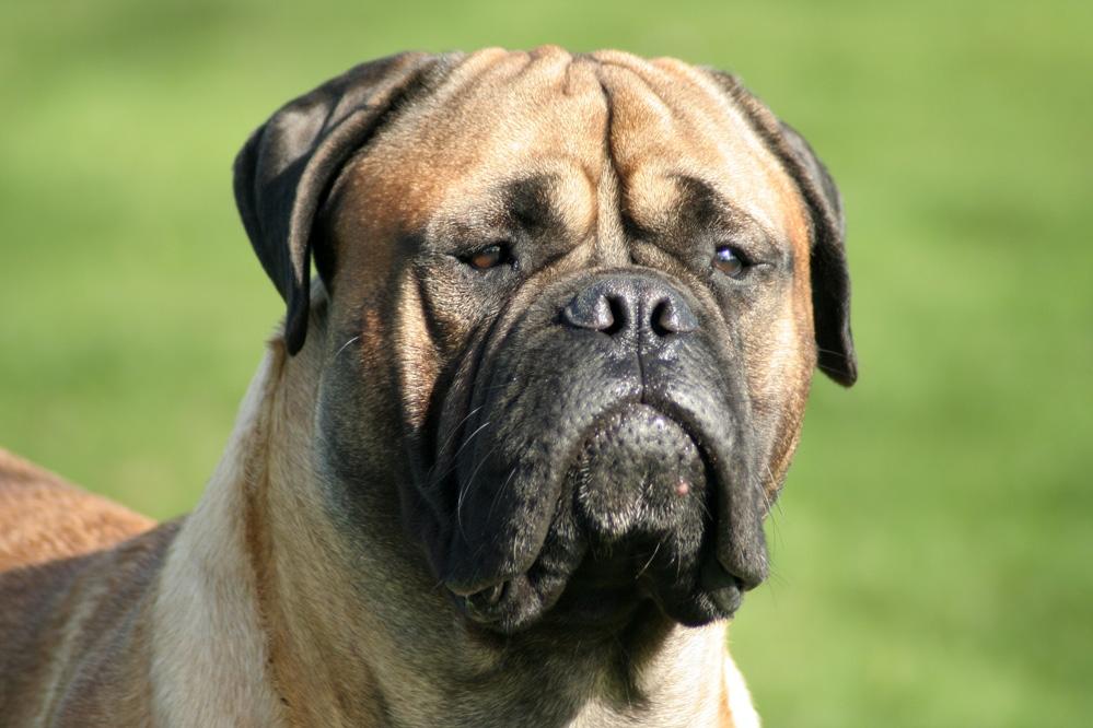 Bullmastiff Bullsaints Haress Al Dar - Barney er næsten 16 måneder gl. 66 kg <3 April 2016 billede 49