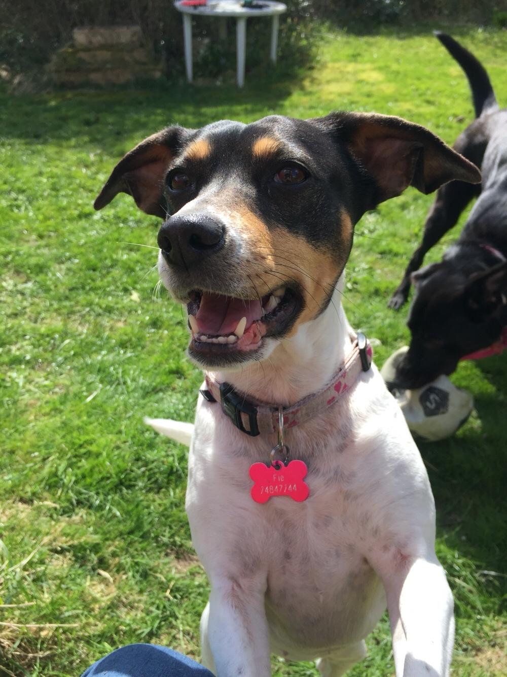 Dansk svensk gaardhund fede Fie  billede 30