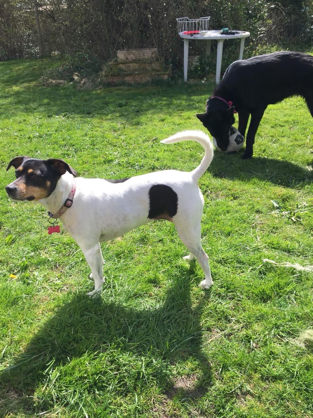 Dansk svensk gaardhund fede Fie  billede 31