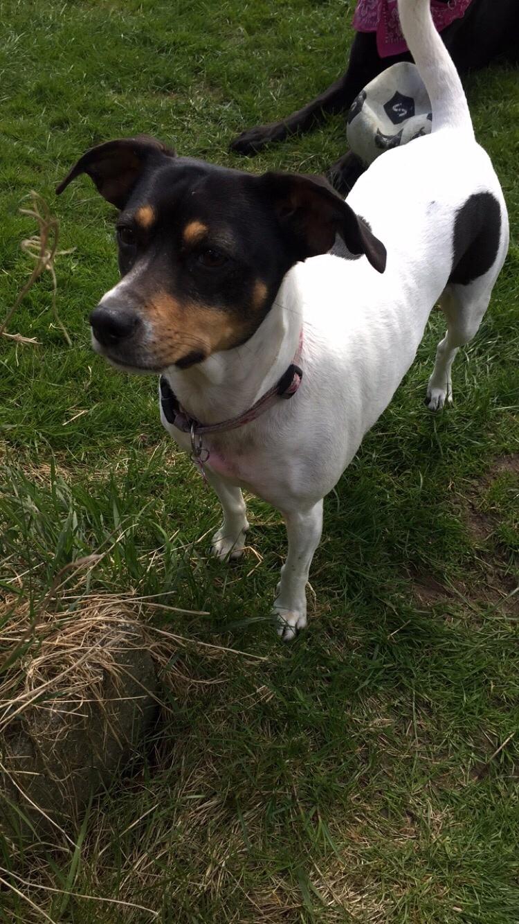 Dansk svensk gaardhund fede Fie  billede 33