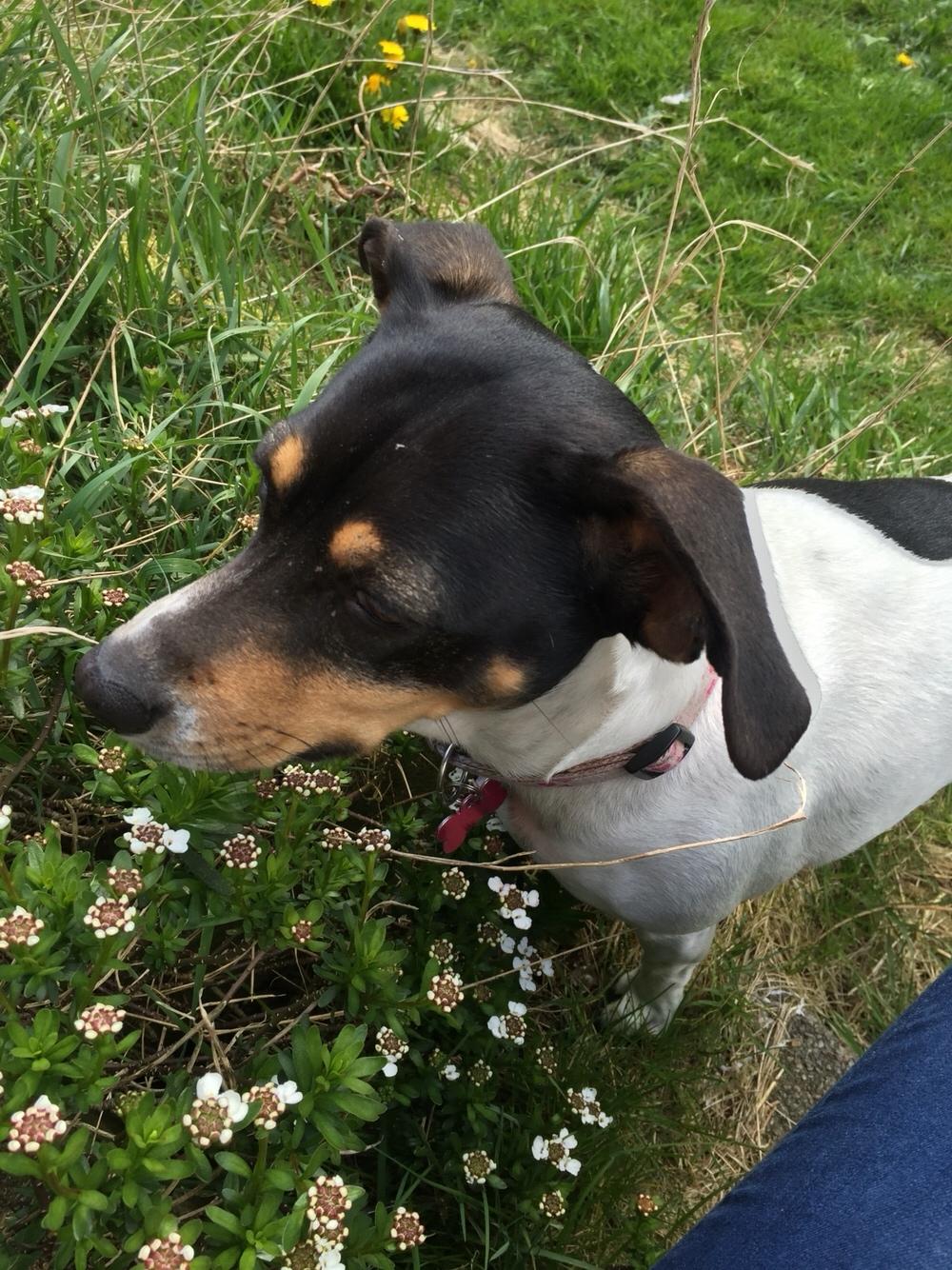 Dansk svensk gaardhund fede Fie  billede 32