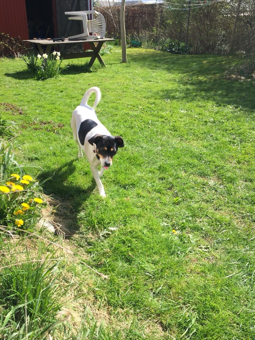 Dansk svensk gaardhund fede Fie  billede 34