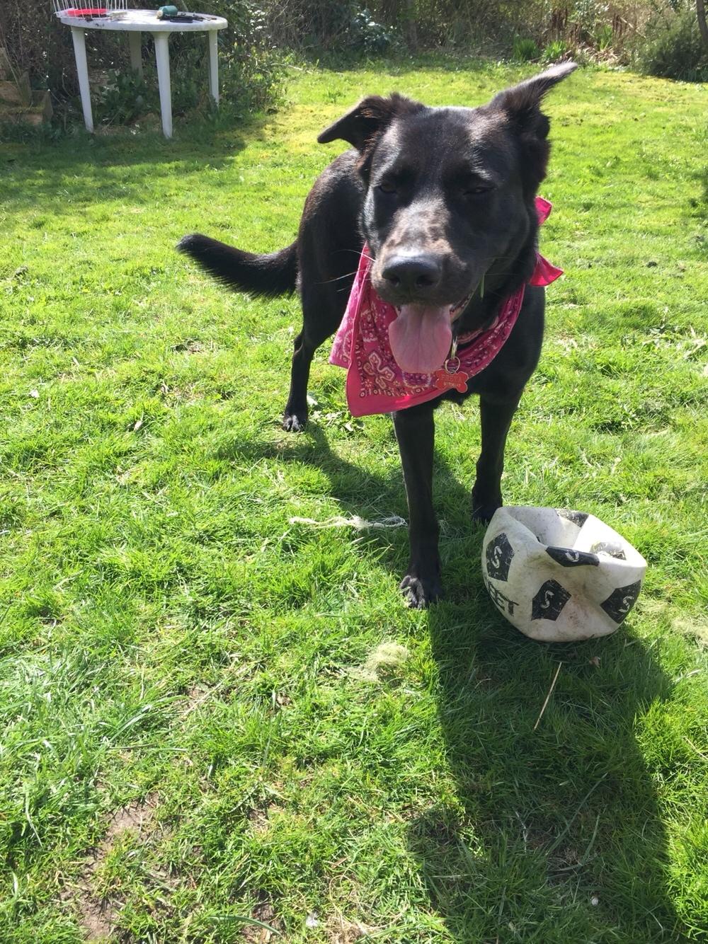 Blanding af racer Freya billede 43