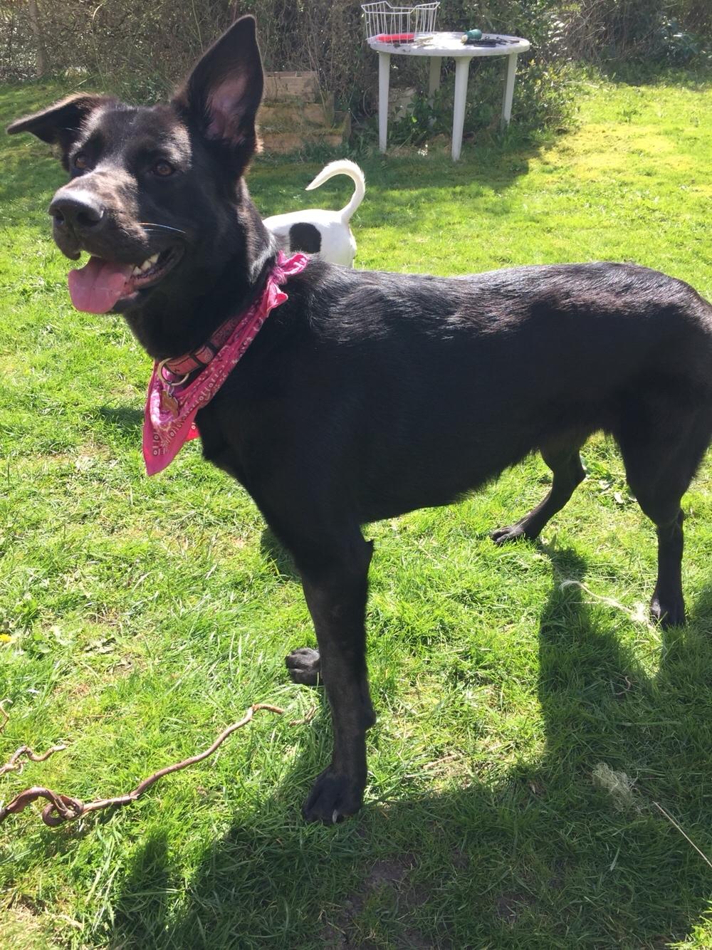 Blanding af racer Freya billede 42