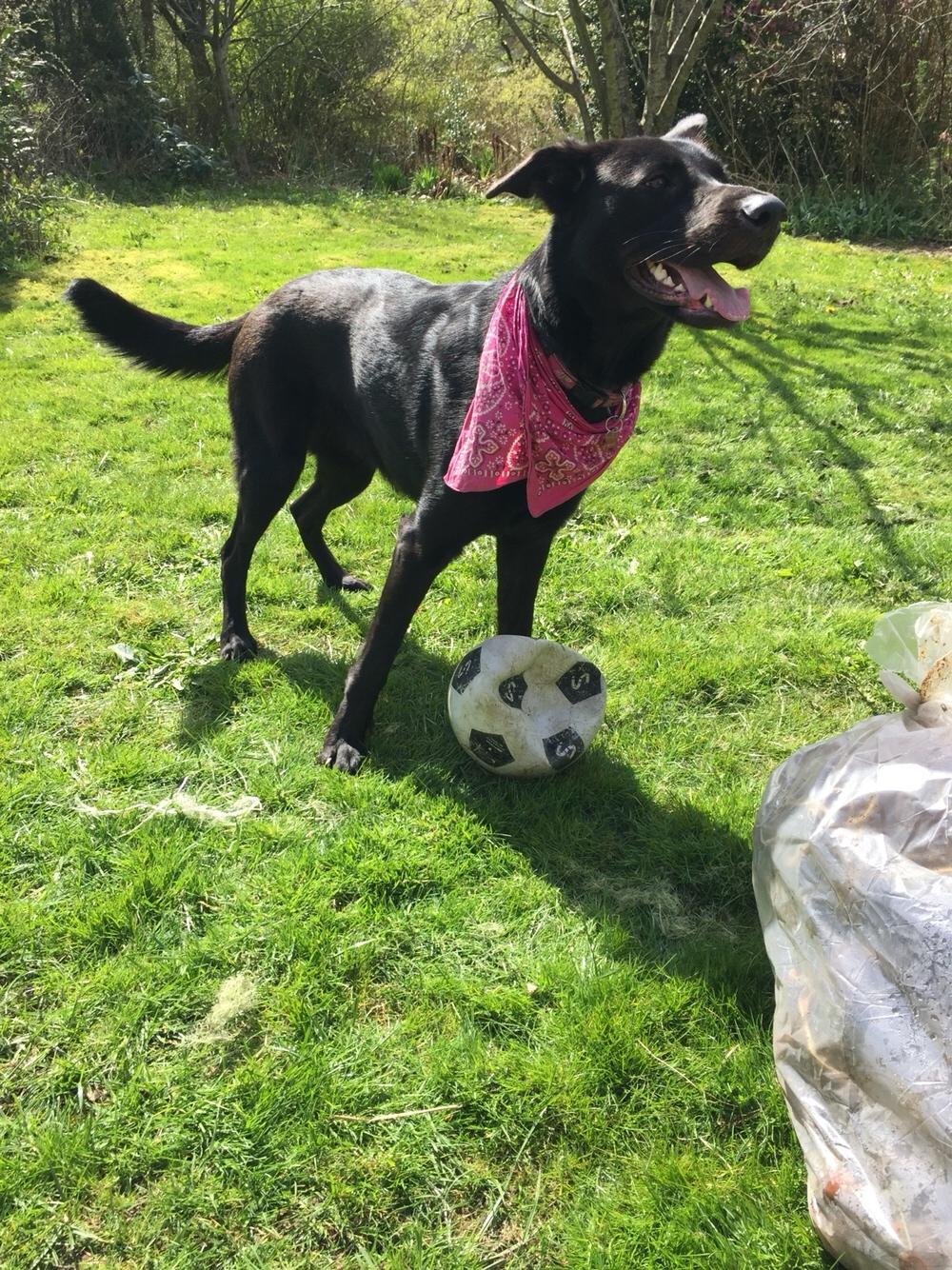 Blanding af racer Freya billede 46