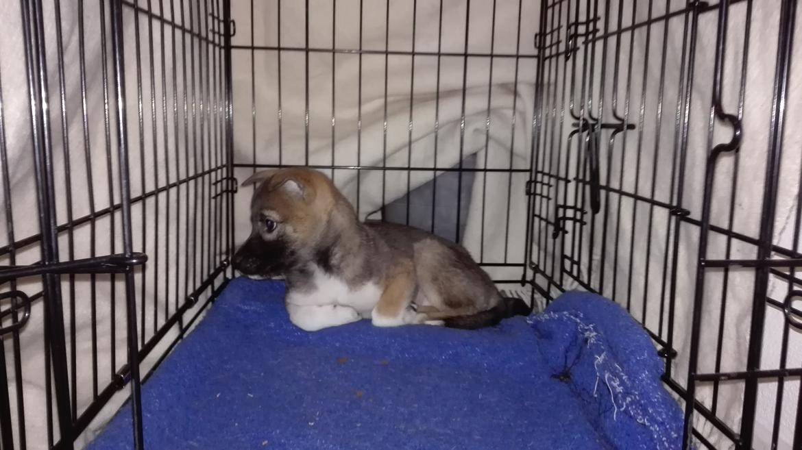 Kishu Hakuzan Ryousou Miyako billede 4