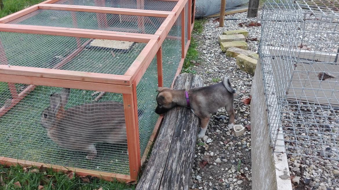 Kishu Hakuzan Ryousou Miyako billede 5