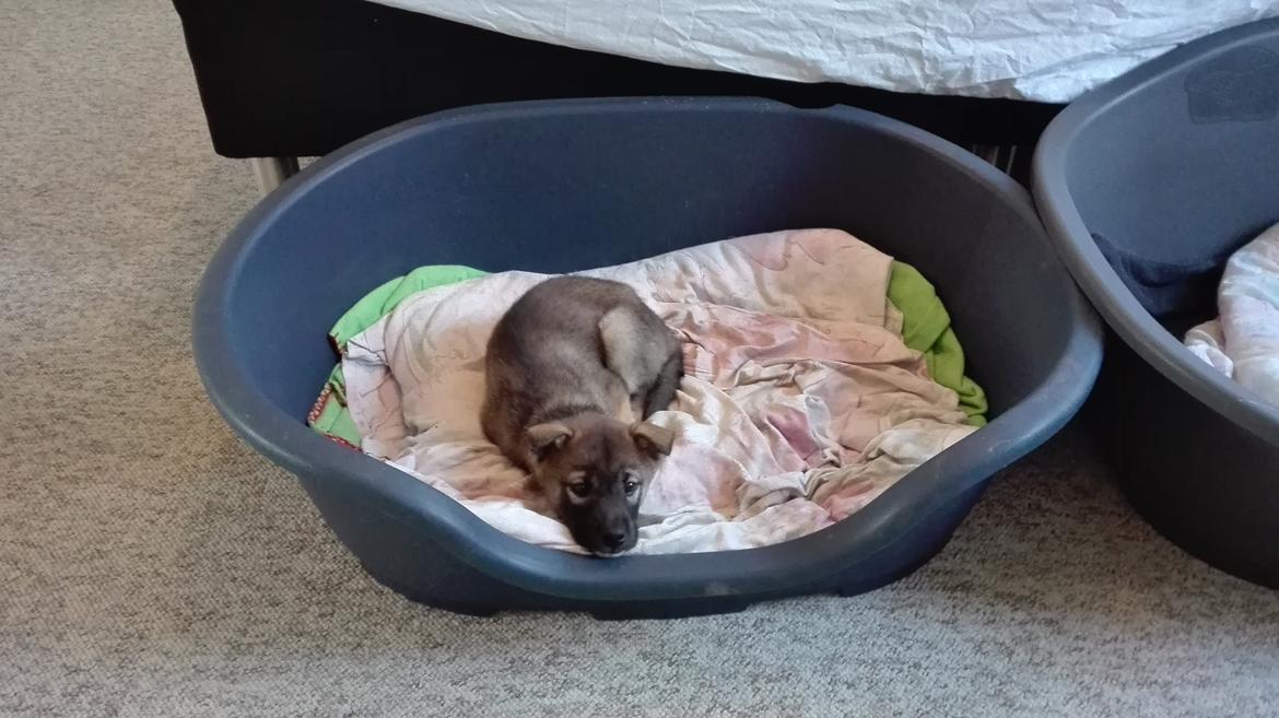 Kishu Hakuzan Ryousou Miyako billede 6