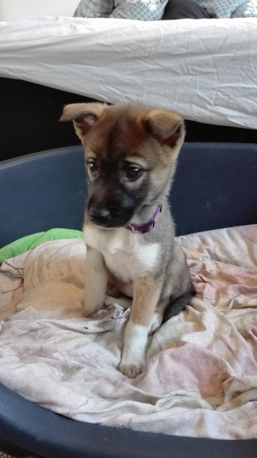 Kishu Hakuzan Ryousou Miyako billede 7