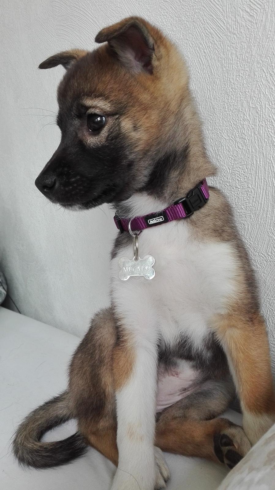 Kishu Hakuzan Ryousou Miyako billede 1